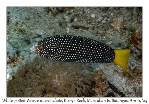 1160#0133 Anampses meleagrides - Whitespotted Wrasse IP, Kirby's Rock, Maricaban Is, Batangas, Philippines, April 11, 2004