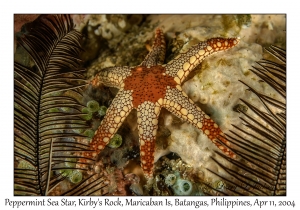 1160#0143 Fromia monilis - Peppermint Sea Star, Kirby's Rock, Maricaban Is, Batangas, Philippines, April 11, 2004