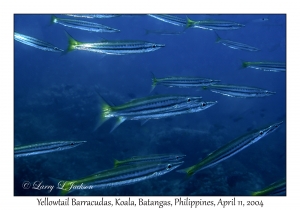 Yellowtail Barracuda