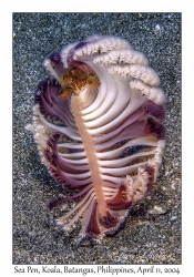 Sea Pen