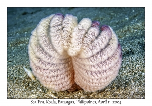 Sea Pen