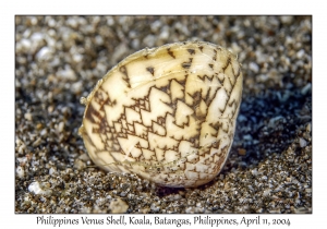 Philippines Venus Shell