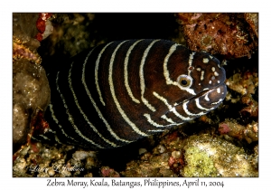 Zebra Moray