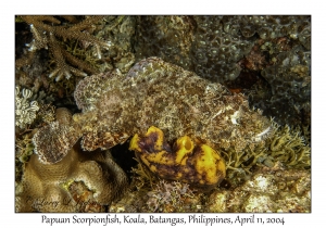 1161#0190 Scorpaenopsis papuensis - Papuan Scorpionfish, Koala, Batangas, Philippines, April 11, 2004