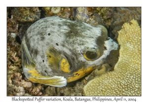 1161#0201 Arothron nigropunctatus - Blackspotted Puffer var, Koala, Batangas, Philippines, April 11, 2004