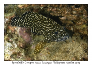 1161#0205 Epinephelus ongus - Speckledfin Grouper juv, Koala, Batangas, Philippines, April 11, 2004