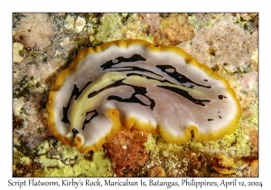 1162#0045 Pseudoceros scriptus - Script Flatworm, Kirby's Rock, Maricaban Is, Batangas, Philippines, April 12, 2004