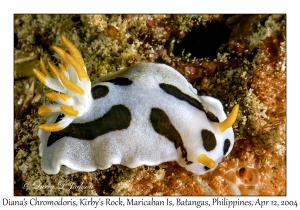1162#0066 Chromodoris dianae - Diana's Chromodoris, Kirby's Rock, Maricaban Is, Batangas, Philippines, April 12, 2004