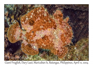 1163#0146 Antennarius commerson - Giant Frogfish, Dary Laut, Maricaban Is, Batangas, Philippines, April 12, 2004-Recovered