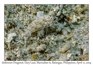 1163#0176 Synchiropus sp - Unknown Dragonet, Dary Laut, Maricaban Is, Batangas, Philippines, April 12, 2004