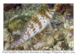 1164#0220 Cirrhitichthys falco - Dwarf Hawkfish, Kirby's Rock, Maricaban Is, Batangas, Philippines, April 12, 2004