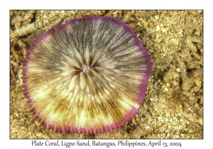 1165#0005 Fungia concinna - Plate Coral, Ligpo Sand, Batangas, Philippines, April 13, 2004