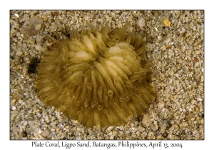 1165#0007 Cycloseris cyclolites - Plate Coral, Ligpo Sand, Batangas, Philippines, April 13, 2004