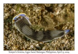 1165#0012 Armina semperi - Semper's Armina, Ligpo Sand, Batangas, Philippines, April 13, 2004