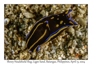 1165#0015 Philinopsis speciosa - Showy Headshield Slug, Ligpo Sand, Batangas, Philippines, April 13, 2004