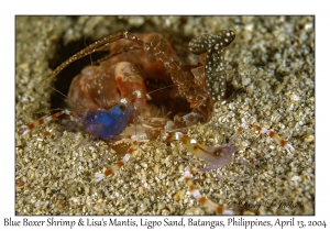 1165#0020 Stenopus tenuirostris & Lysiosquilla lisa - Blue Boxer Shrimp & Lisa's Mantis, Ligpo Sand, Batangas, Philippines, April 13, 2004