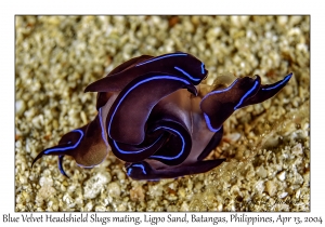 1165#0033 Chelidonura varians - Blue Velvet Headshield Slug mating, Ligpo Sand, Batangas, Philippines, April 13, 2004