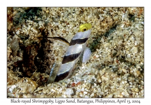 1165#0046 Stonogobiops nematodes - Black-rayed Shrimpgoby, Ligpo Sand, Batangas, Philippines, April 13, 2004