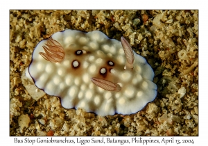 1165#0064 Goniobranchus hintuanensis - Bus Stop Goniobranchus, Ligpo Sand, Batangas, Philippines, April 13, 2004