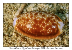 1165#0066 Cypraea helvolva - Honey Cowrie, Ligpo Sand, Batangas, Philippines, April 13, 2004