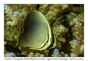 1165#0068 Chaetodon baronessa - Eastern Triangular Butterflyfish juv, Ligpo Sand, Batangas, Philippines, April 13, 2004