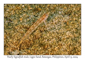 1166#0080 Pteropsaron springeri - Pearly Signalfish male, Ligpo Sand, Batangas, Philippines, April 13, 2004