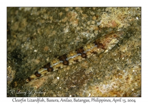 1167#0137 Synodus dermatogenys - Clearfin Lizardfish, Basura, Anilao, Batangas, Philippines, April 13, 2004