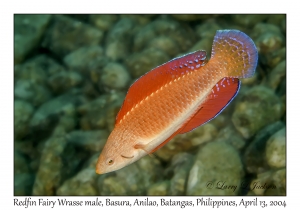 1167#0177 Cirrhilabrus rubripinnis - Redfin Fairy Wrasse TP, Basura, Anilao, Batangas, Philippines, April 13, 2004