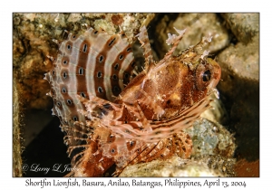 1167#0195 Dendrochirus brachypterus - Shortfin Lionfish, Basura, Anilao, Batangas, Philippines, April 13, 2004