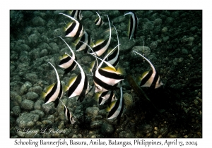 1167#0209 Heniochus diphreutes - Schooling Bannerfish, Basura, Anilao, Batangas, Philippines, April 13, 2004