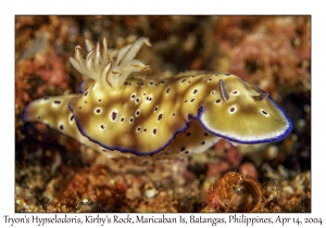 1168#0002 Hypselodoris tryoni - Tryon's Hypselodoris, Kirby's Rock, Maricaban Is, Batangas, Philippines, April 14, 2004
