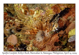 1168#0004 Pterois antennata - Spotfin Lionfish, Kirby's Rock, Maricaban Is, Batangas, Philippines, April 14, 2004