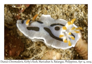 1168#0009 Chromodoris dianae - Diana's Chromodoris, Kirby's Rock, Maricaban Is, Batangas, Philippines, April 14, 2004