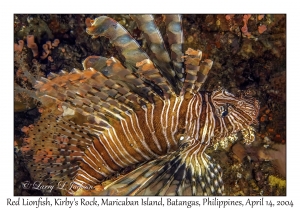 1168#0013 Pterois volitans - Red Lionfish, Kirby's Rock, Maricaban Is, Batangas, Philippines, April 14, 2004
