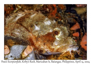 1168#0030 Scorpaenopsis possi - Poss's Scorpionfish, Kirby's Rock, Maricaban Is, Batangas, Philippines, April 14, 2004