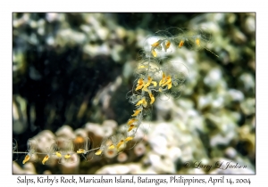 1168#0061 Salps, Kirby's Rock, Maricaban Is, Batangas, Philippines, April 14, 2004