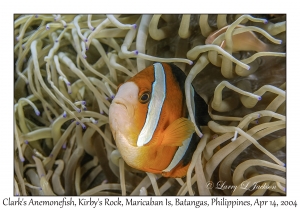 1168#0072 Amphiprion clarkii - Clark's Anemonefish, Kirby's Rock, Maricaban Is, Batangas, Philippines, April 14, 2004
