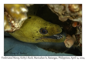 1168#0093 Gymnothorax fimbriatus - Fimbriated Moray, Kirby's Rock, Maricaban Is, Batangas, Philippines, April 14, 2004