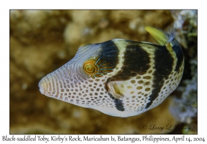 1168#0102 Canthigaster valentini - Black-saddled Toby, Kirby's Rock, Maricaban Is, Batangas, Philippines, April 14, 2004