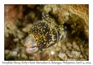 1168#0110 Echidna nebulosa - Snowflake Moray, Kirby's Rock, Maricaban Is, Batangas, Philippines, April 14, 2004
