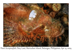 1169#0123 Scorpaenopsis possi - Poss's Scorpionfish, Dary Laut, Maricaban Is, Batangas, Philippines, April 14, 2004