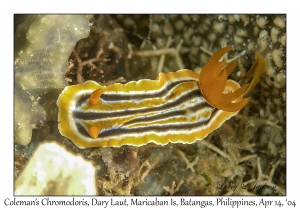 1169#0164 Chromodoris colemani - Coleman's Chromodoris, Dary Laut, Maricaban Is, Batangas, Philippines, April 14, 2004