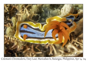 1169#0169 Chromodoris colemani - Coleman's Chromodoris, Dary Laut, Maricaban Is, Batangas, Philippines, April 14, 2004