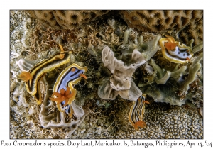 1169#0175 Four Chromodoris spp, Dary Laut, Maricaban Is, Batangas, Philippines, April 14, 2004