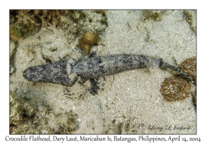 1169#0182 Cymbacephalus beauforti - Crocodile Flathead, Dary Laut, Maricaban Is, Batangas, Philippines, April 14, 2004