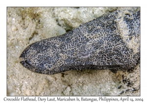 1169#0188 Cymbacephalus beauforti - Crocodile Flathead, Dary Laut, Maricaban Is, Batangas, Philippines, April 14, 2004