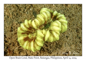 1170#0190 Trachypyllia geoffroyi - Open Brain Coral, Mato Pt, Batangas, Philippines, April 14, 2004