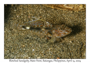 1170#0199 Fusigobius inframaculatus - Blotched Sandgoby, Mato Pt, Batangas, Philippines, April 14, 2004