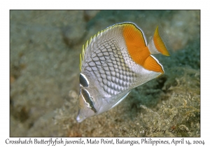 1170#0226 Chaetodon xanthurus - Crosshatch Butterflyfish juv, Mato Pt, Batangas, Philippines, April 14, 2004