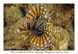 1170#0242 Dendrochirus zebra - Zebra Lionfish, Mato Pt, Batangas, Philippines, April 14, 2004